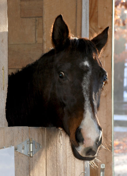 Painting with Ponies